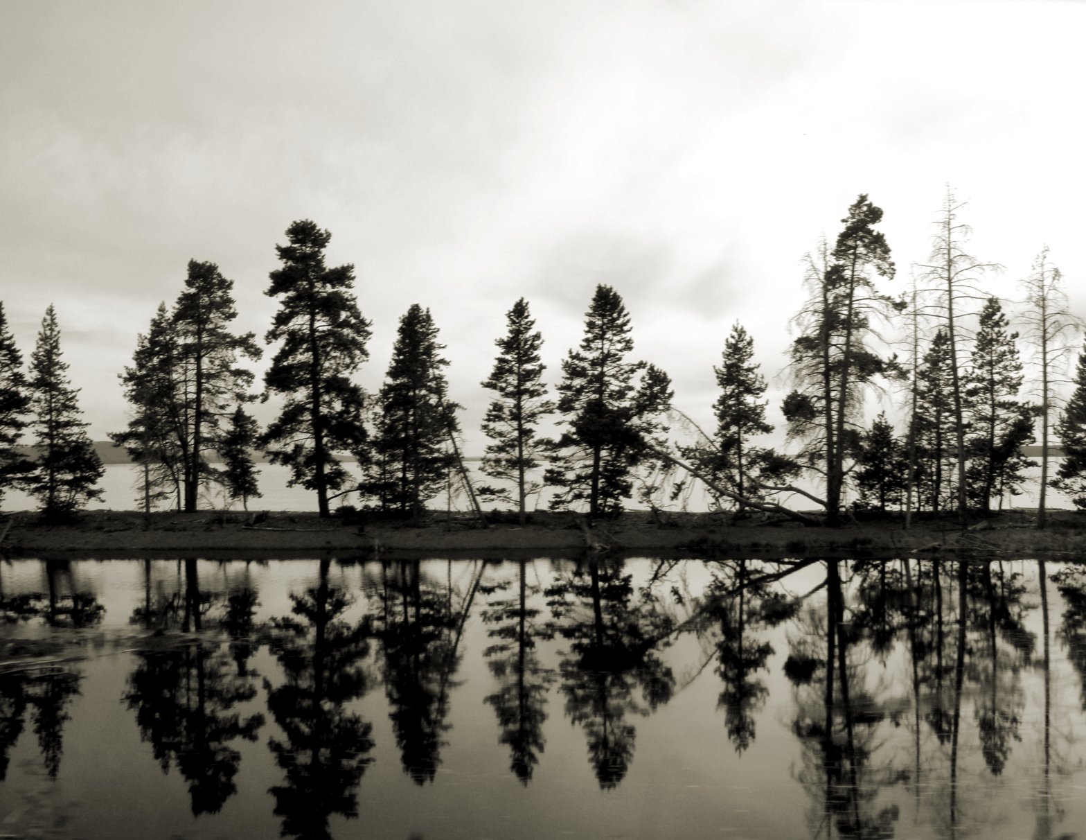 Tree reflection